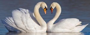 Swans making a heart